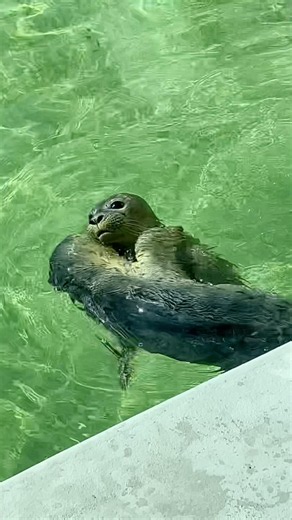 ハグしながら泳ぐ赤ちゃんアザラシ #アザラシ幼稚園 #seal #アザラシ