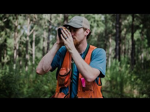 What happens on a timber cruise?