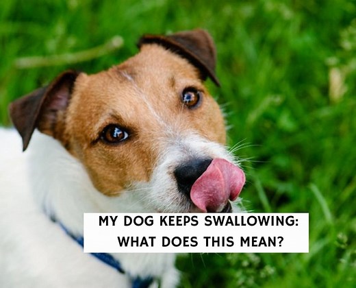 My Dog Keeps Swallowing: What Does This Mean? - We Love Doodles