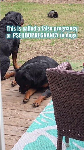 She Thinks This Is Her Baby… 💔 (False Pregnancy in Dogs)