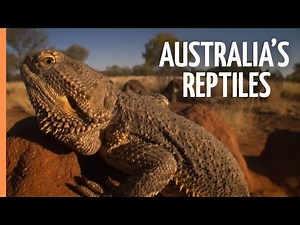 Australia’s Remarkable Reptiles - Lizards of Oz | Full Documentary