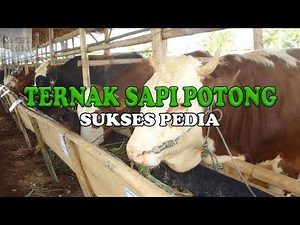 PANDUAN LENGKAP CARA TERNAK SAPI POTONG YANG BAIK BAGI PEMULA