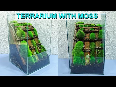 Make terrarium with moss