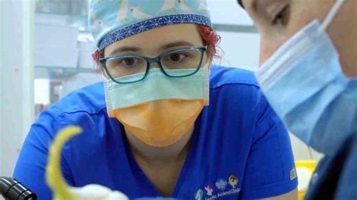 The lump came off… and the cockatoo looked like a new bird