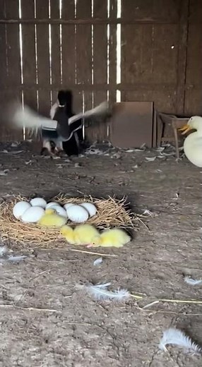 Duck Coop Strike: Duck Exploded #WeaselAttack #DuckDefense