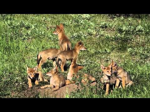 Wildlife Photography-8 Coyote pups with sound-Jackson Hole/Grand Teton Park/Yellowstone Park