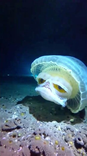 “Caught on Camera: The Creepiest Deep-Sea Animal You’ve Never Seen!”