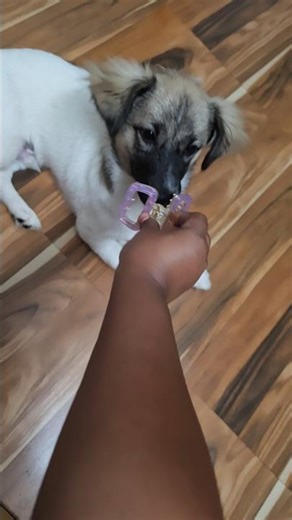 Oreo is playing with clip #oreodog #doggielife #dogshorts #viralshorts #trendingshorts #2026shorts