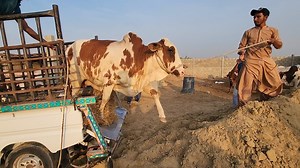 47K views · 3.1K reactions | Butterfly UNLOADING at Maani Bhai's Farm (Karims Cattle Farm) | Cattle Market Karachi | Facebook