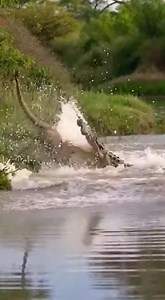 The lion could not bear this shock. | USA Trends