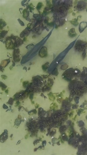 Ryan Collins on TikTok