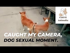 Beautiful Dogs mating in streets |Dog mating #dog #puppies