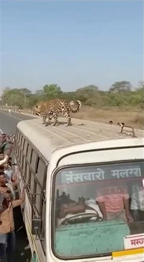 “Leopard on Bus Roof in India — Terrifying Wildlife Encounter Caught on Camera!”