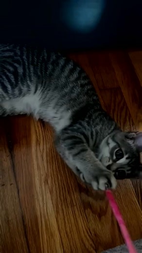 Cat and baby love ❤️❤️ | Tippetts