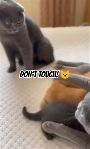 Cat Touches a Kitten… Mom Reacts Instantly 😳🐱#cat#kittens#funnycat