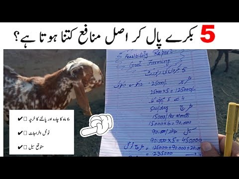5 Goats Farming Feasibility Report 2026 | Purchase to Sale Profit in Pakistan | Bakra Eid Business