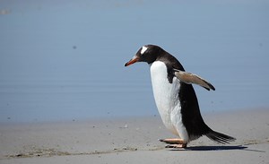 Warming up to the neighborhood: a gentoo penguin’s new digs