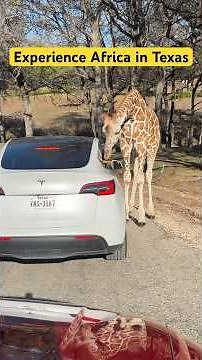 Let's feed the Giraffe 🦒 Zebra 🦓 😍 Dallas Texas #animalsafari #dallastexas ￼