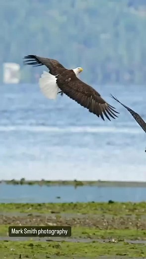 Bald Eagles in Flight: A Natural Photography Experience