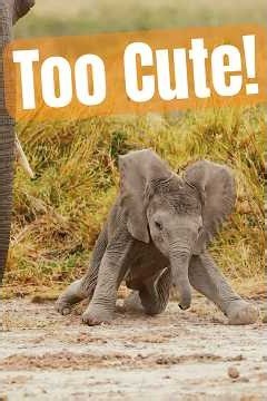 Cute Baby Elephants | African Safari #4knature #wildlife #nature #4knature #africa #travel