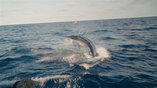 100K views · 1.2K reactions | Simo vs. The Sea's Sumo! Simo just went toe-to-fin with an 800-pound marlin behemoth – and what a showdown it was! Carlton, master of the helm and rod, steered us right into the ring with this oceanic titan. Witnessing this kind of raw power? Absolute adrenaline. | Dreamin On | Facebook