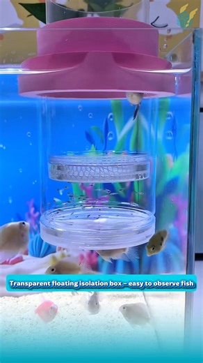 Transparent floating isolation box – easy to observe fish