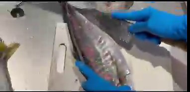 アジばかり釣っている理由は圧倒的に捌くのがラクだからです🔪なのでたくさん釣れても大丈夫！しかも美味しい🥺✨