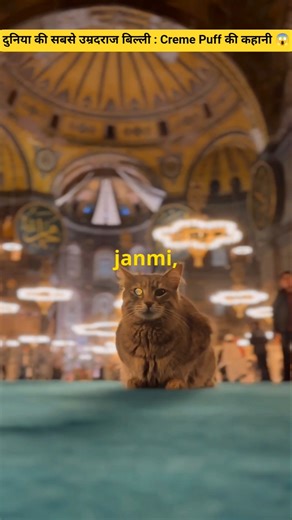 The World's Oldest Cat: The Story Of Creme Puff 🔥 #shorts #shortsfeed #youtubeshorts