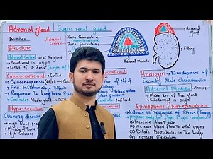 Adrenal gland its structure and functions class 12 MDCAT Biology| Glucocorticoid| Mineralocorticoid