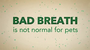 Best Dental Chews For Dogs: Teeth Cleaning Treats For Bad Breath & Are Greenies Good For Dogs?