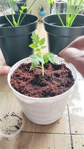 Root Booster Spray for Tomato Seedlings 🌱 #TomatoSeedlings #GardeningShorts #PlantCare