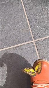 Pili Pala Hitchiker (Butterfly)