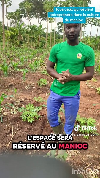 Découvrez la culture du manioc en agriculture