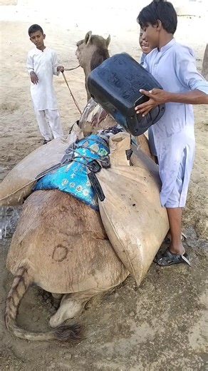 يتم توصيل الجمل. #animals #shortsfeed