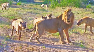 Hyenas Try Pull Lion Off Buffalo By Pulling Its Tail! A clan of hyenas try and pull a male lion off of a buffalo it killed by biting and pulling at its tail. When the lion calls for his brother, the hyenas are less brave. 😳 | Latest Sightings - Kruger