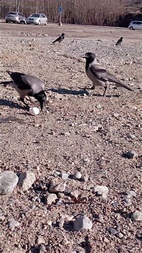 Predator alert from a Crow further away but I also seem to hear a Raven call it first?