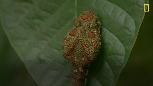 The eyelash palm pit viper uses amazing camouflage to catch its prey off-guard. | National Geographic Animals