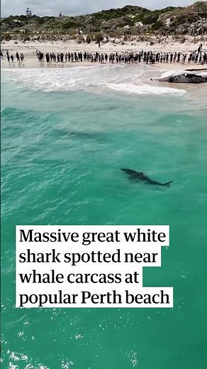 Massive great white shark spotted near whale carcass at popular Perth beach