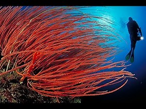 Diving in Bunaken: Manado, Sulawesi, Indonesia. Healthy reefs, turtles and mandarinfish