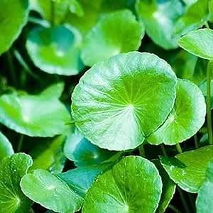 500 Premium Organic Centella Asiatica Seeds, Rau Ma, Pennywort, Gotu Kola, Kodavan Seeds - Heirloom Edible Herb Seeds for Home Culinary