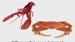 What is the difference between crab and lobster? [2025] | QAQooking.wiki