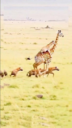 Fighting Giraffe Caught on Camera | Rare Animal Fight in the Wild