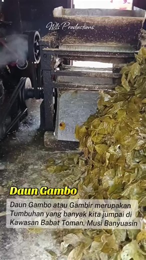 Proses Pencacahan Daun Gambo di Musi Banyuasin
