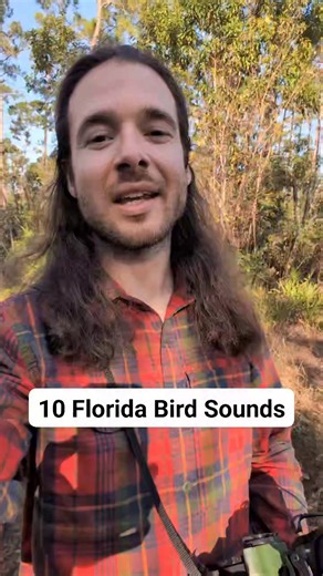 Here's 10 different Florida Bird Sounds 🎶 It's always a huge contrast coming down to Florida during the winter time. Bird Sounds are less common during the winter in the northern states, but as soon as you enter Florida it's a cacophony 🔊 #birdsounds #birdcall #birdsong #floridabirds | Navarre Marshall