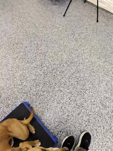 Update maple working real nice on the Cato boards. | Noble Dogs