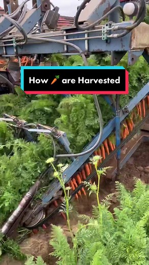 Advanced Carrot Farming: A Guide to Harvesting Carrots
