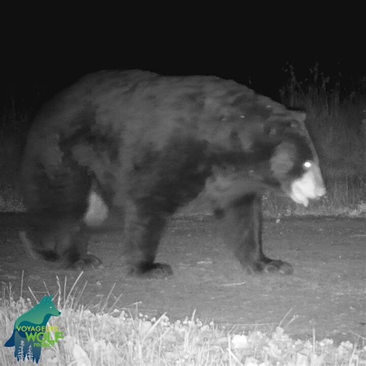 Fat bottomed bears you make the rockin' world go round-Queen