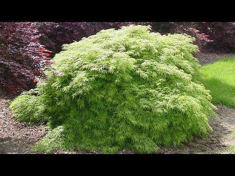 VIRIDIS JAPANESE MAPLE