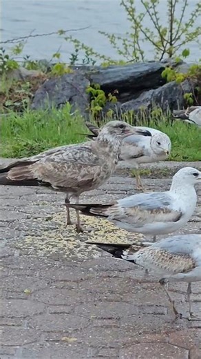Flock of Seagulls Stick together for Food! #birds