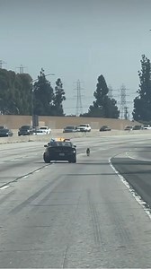 206K views · 3.6K reactions | Traffic came to a stop on a California highway when a German shepherd ran loose. Highway patrol officers and other drivers were spotted working together to safely corral the dog. | WPLG Local 10 | Facebook